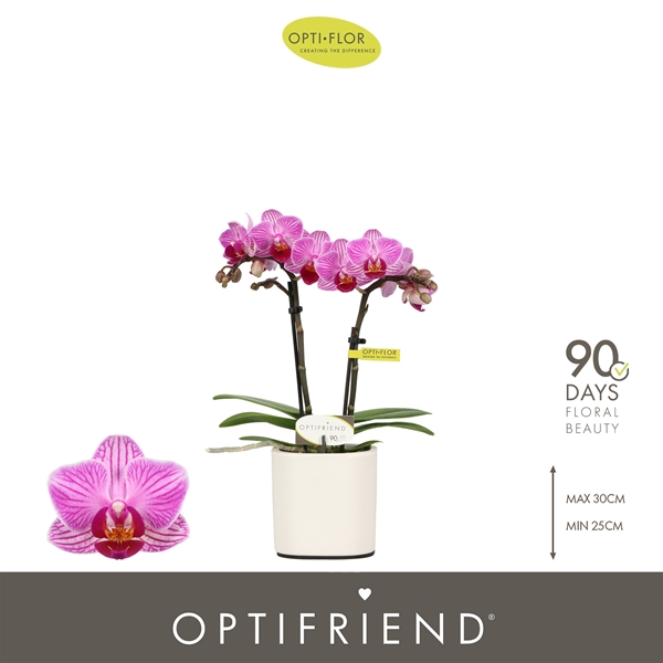 Phalaenopsis 2-t Lotte in Piemonte White