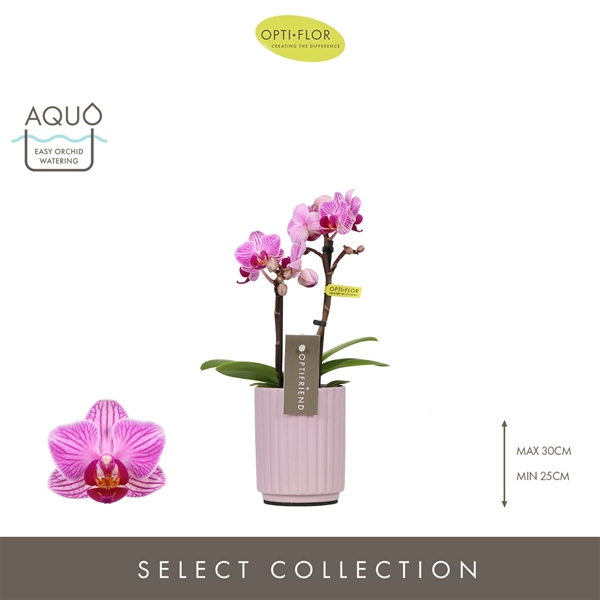 Phalaenopsis 2-t Lotte in Molise Lilac Aquo