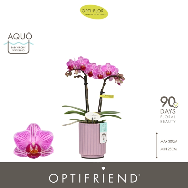 Phalaenopsis 2-t Lotte in Molise Lilac Aquo