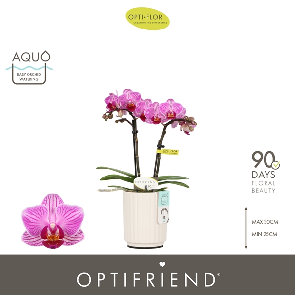 Phalaenopsis 2-t Lotte in Molise White Aquo