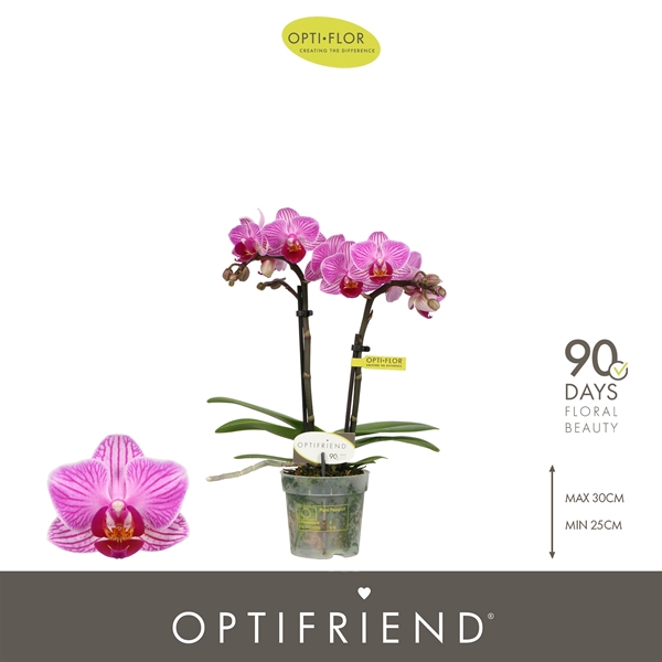 Phalaenopsis 2-t Lotte