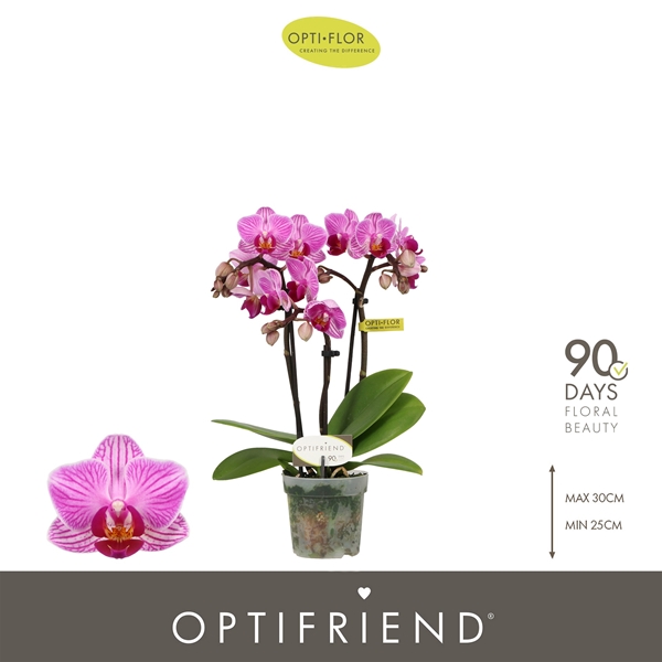 Phalaenopsis 3-t Lotte