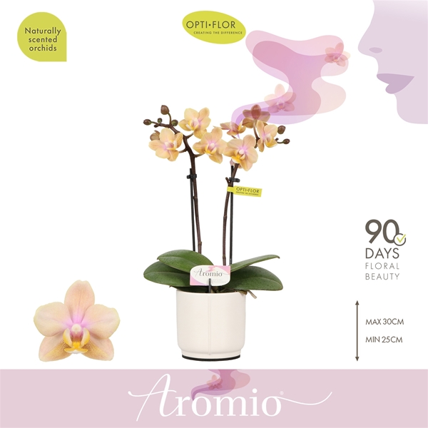 Phalaenopsis 2-t Aromio Mineral in Piemonte White