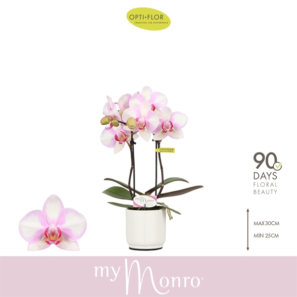 Phalaenopsis 2-t MyMonro Make Up in Piemonte White
