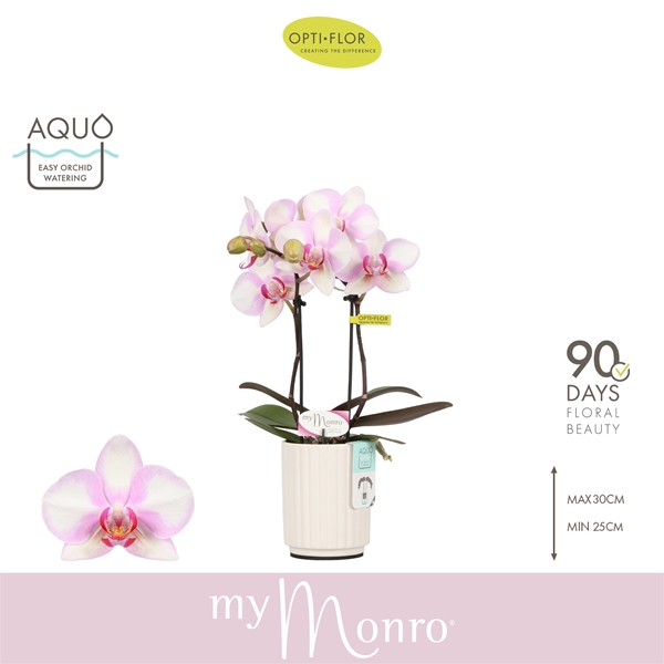 Phalaenopsis 2-t MyMonro Make Up in Molise White Aquo