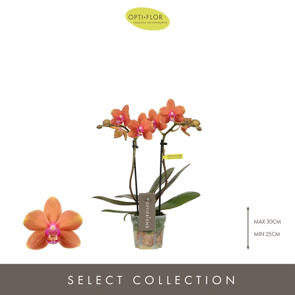 Phalaenopsis 2-t Orange