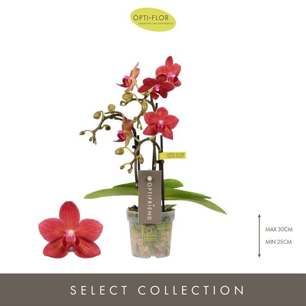 Phalaenopsis 3-t Rosa