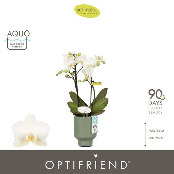 Phalaenopsis 2-t Sandra in Emilia Green Aquo