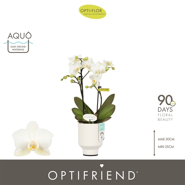 Phalaenopsis 2-t Sandra in Emilia White Aquo