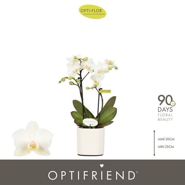 Phalaenopsis 2-t Sandra in Piemonte White