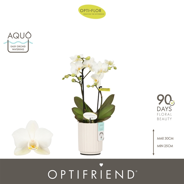 Phalaenopsis 2-t Sandra in Molise White Aquo