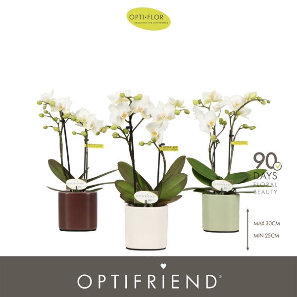 Phalaenopsis 2-t Sandra  in Piemonte Mix