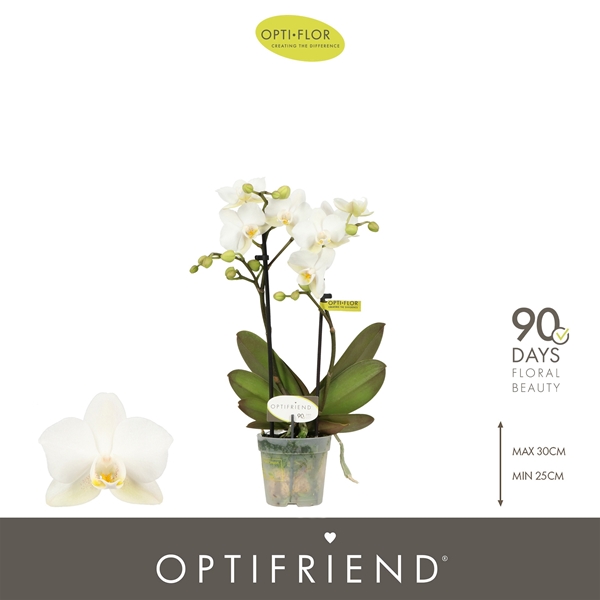 Phalaenopsis 2-t Sandra