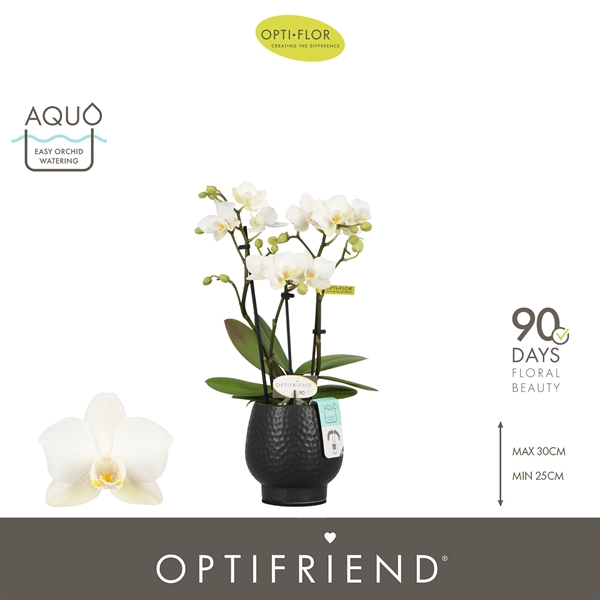 Phalaenopsis 3-t Sandra in Abruzzo Black Aquo