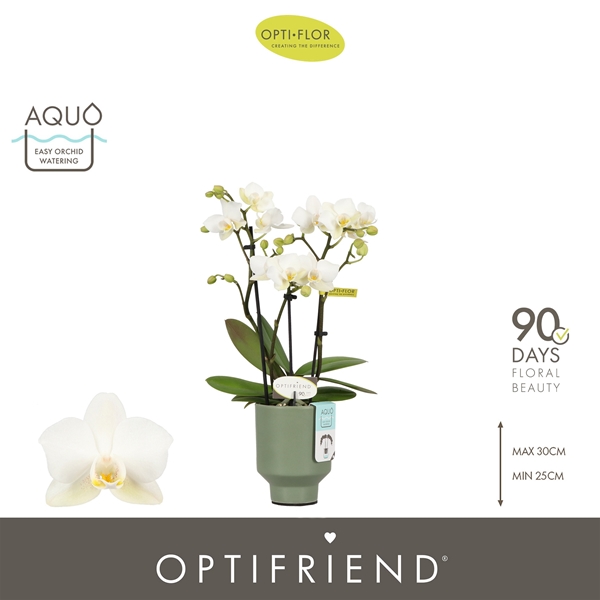 Phalaenopsis 3-t Sandra in Emilia Green Aquo