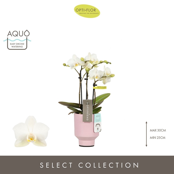 Phalaenopsis 3-t Sandra in Emilia Pink Aquo