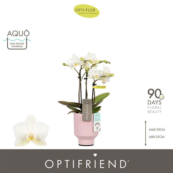 Phalaenopsis 3-t Sandra in Emilia Pink Aquo