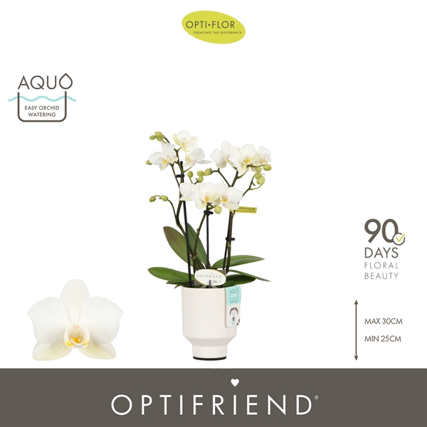 Phalaenopsis 3-t Sandra in Emilia White Aquo