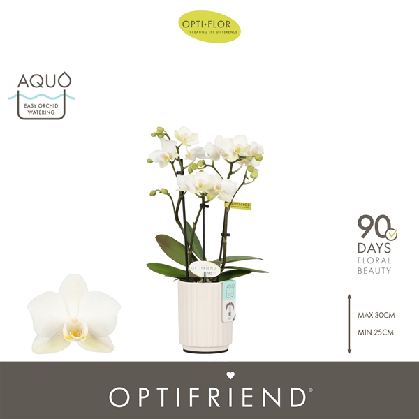 Phalaenopsis 3-t Sandra in Molise White Aquo
