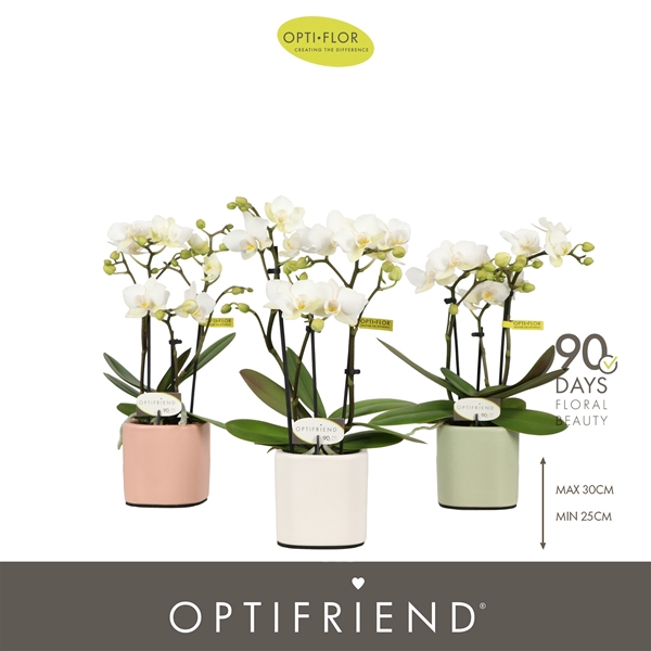 Phalaenopsis 3-t Sandra in Piemonte Mix