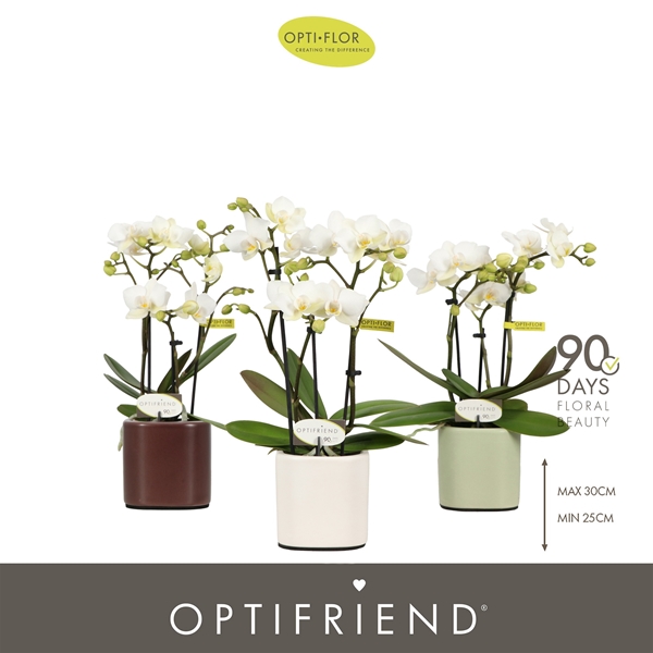 Phalaenopsis 3-t Sandra in Piemonte Mix
