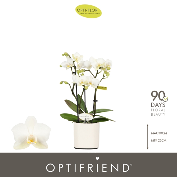 Phalaenopsis 3-t Sandra in Piemonte White