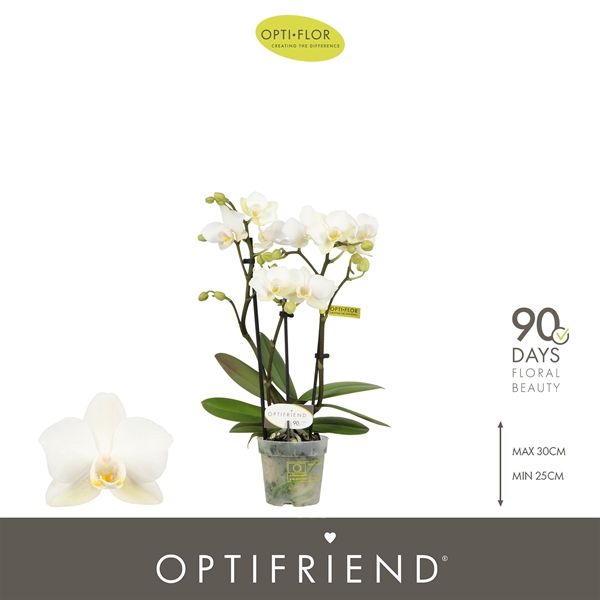 Phalaenopsis 3-t Sandra