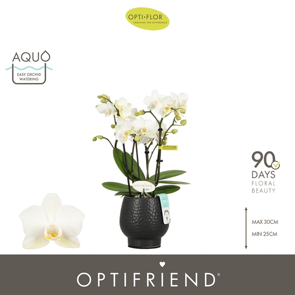 Phalaenopsis 4-t Sandra in Abruzzo Black Aquo