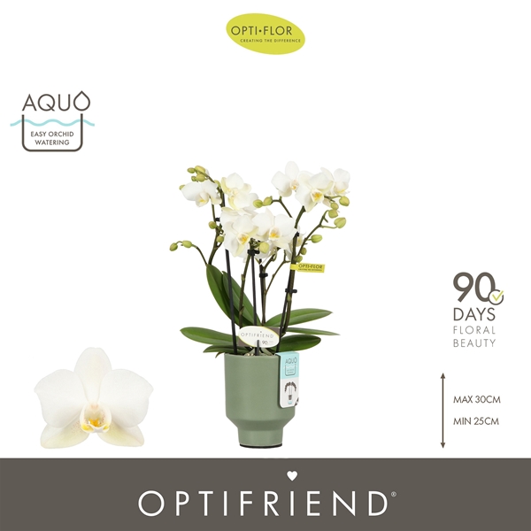 Phalaenopsis 4-t Sandra in Emilia Green Aquo