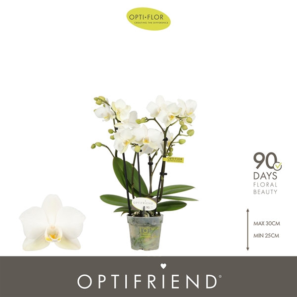 Phalaenopsis 4-t Sandra