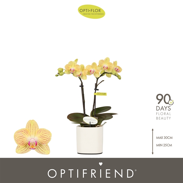 Phalaenopsis 2-t Stella in Piemonte White