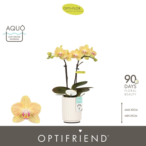 Phalaenopsis 2-t Stella in Molise White Aquo