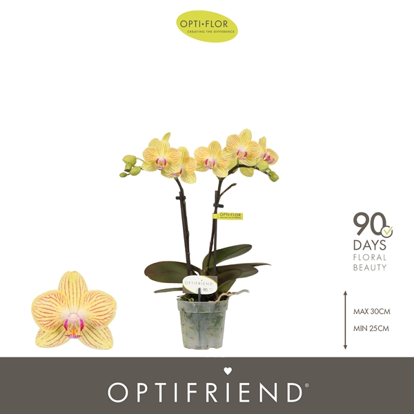 Phalaenopsis 2-t Stella
