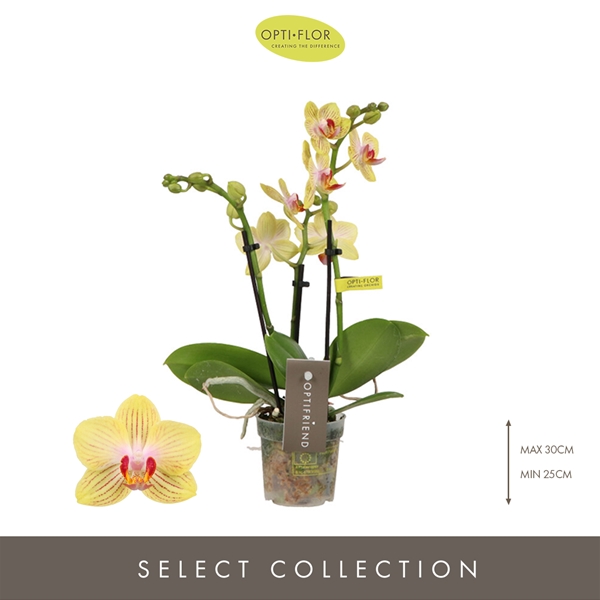 Phalaenopsis 3-t Stella
