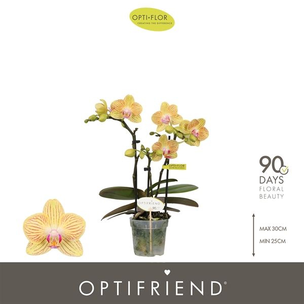 Phalaenopsis 3-t Stella