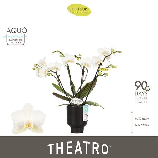 Theatro Funk 4 spike in Emilia Dark Brown Aquo