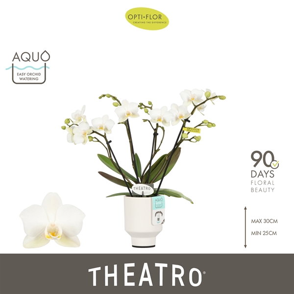 Phalaenopsis 4-t Theatro Funk in Emilia White Aquo