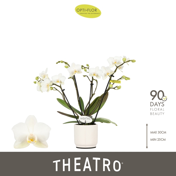Phalaenopsis 4-t Theatro in Piemonte White