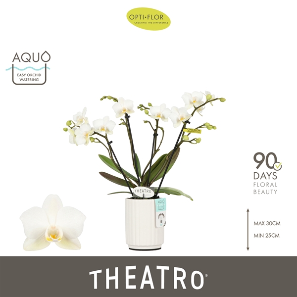 Phalaenopsis 4-t Theatro Funk in Molise White Aquo