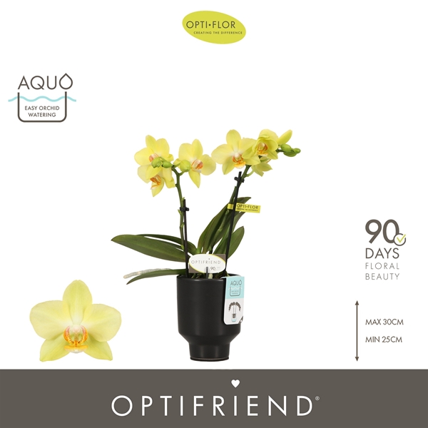 Phalaenopsis 2-t Vayenne in Emilia Dark Brown Aquo
