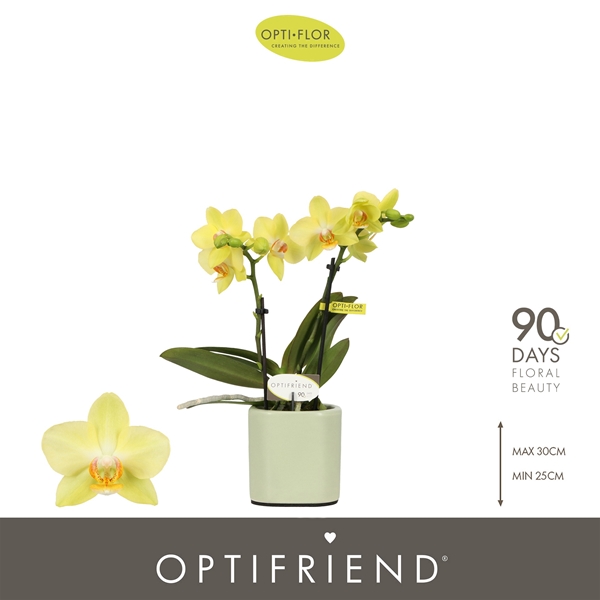 Phalaenopsis 2-t Vayenne in Piemonte Green