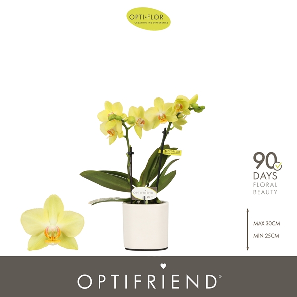 Phalaenopsis 2-t Vayenne in Piemonte White