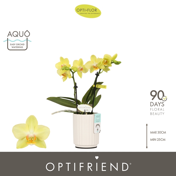 Phalaenopsis 2-t Vayenne in Molise White Aquo