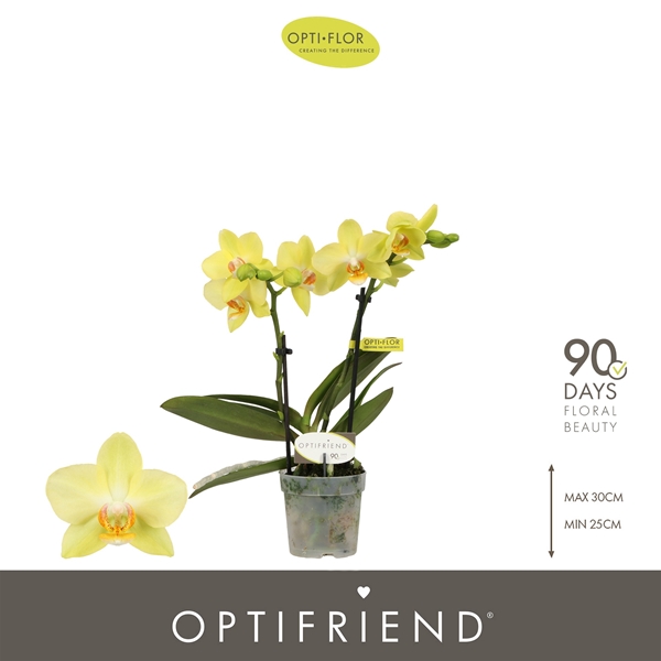 Phalaenopsis 2-t Vayenne