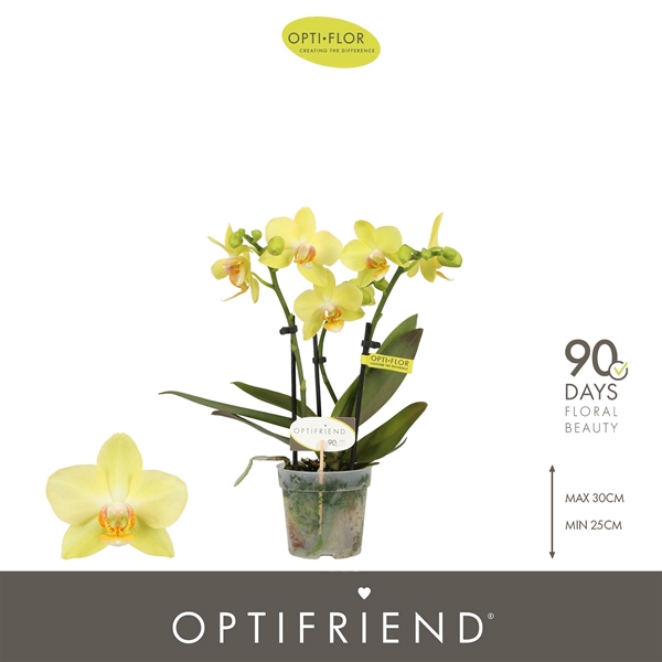 Phalaenopsis 3-t Vayenne