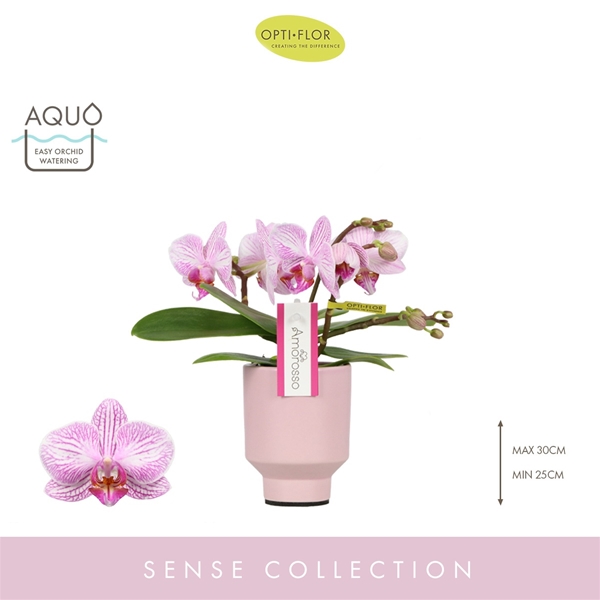 Phalaenopsis 3-t Amorosso in Pink Emilia Aquo
