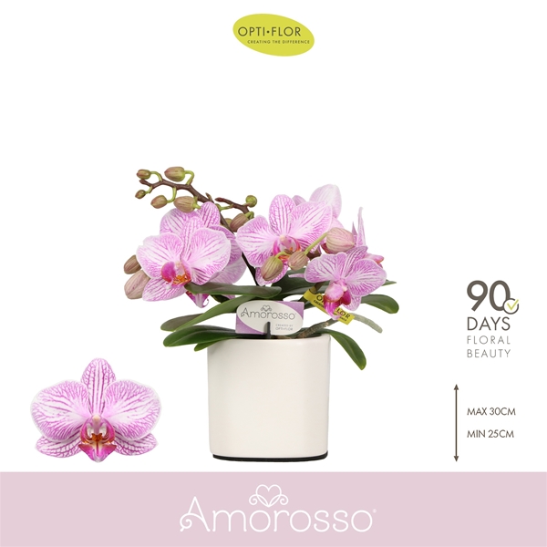Phalaenopsis 3-t Amorosso Merlini in Piemonte White