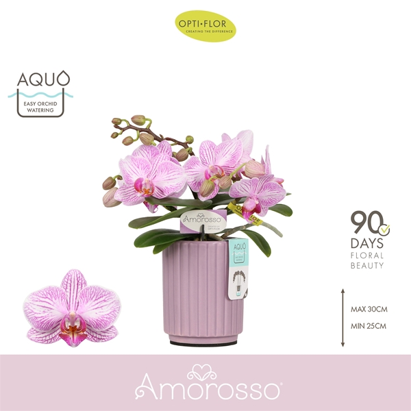 Phalaenopsis 3-t Amorosso Merlini in Molise Lilac Aquo