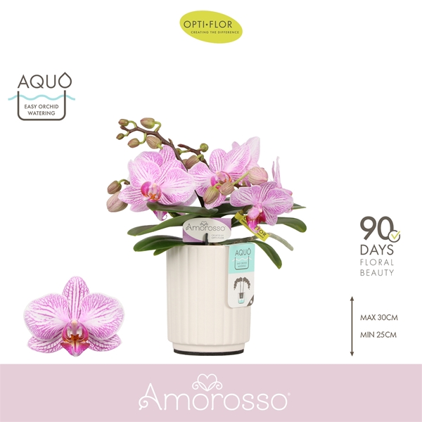 Phalaenopsis 3-t Amorosso Merlini in Molise White Aquo