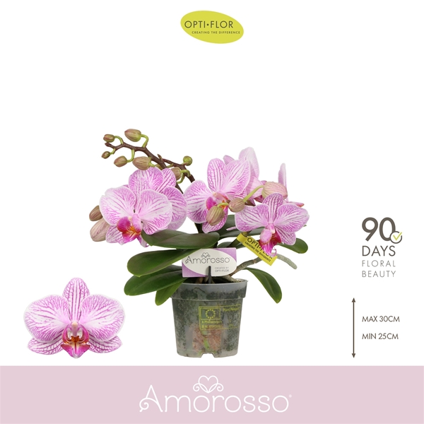 Phalaenopsis 3-t Amorosso Merlini